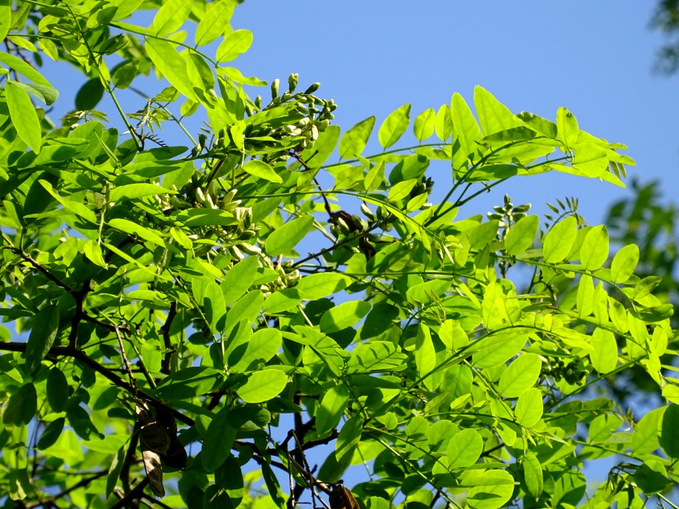 Inflorescences matures à fleurs blanches du Robinier faux-… 