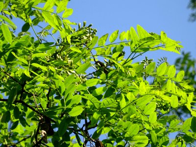 Inflorescences matures à fleurs blanches du Robinier faux-… 