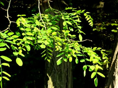 Feuilles du Robinier faux-acacia, Robinia pseudoacacia, Fa… 