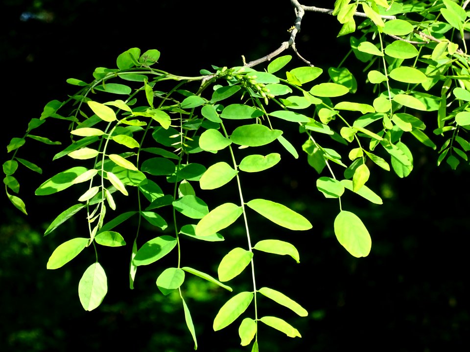 Feuilles du Robinier faux-acacia, Robinia pseudoacacia, Fa… 