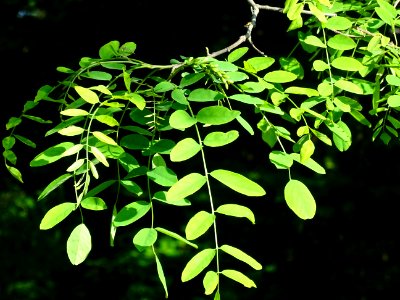 Feuilles du Robinier faux-acacia, Robinia pseudoacacia, Fa… 