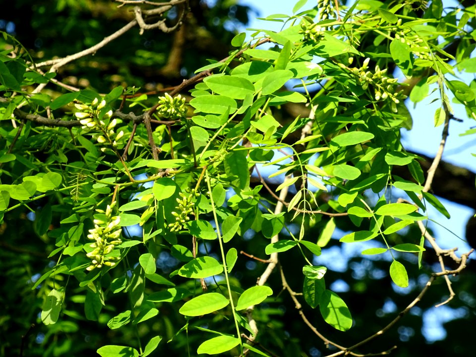 Inflorescences matures à fleurs blanches du Robinier faux-… 