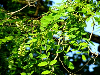 Inflorescences matures à fleurs blanches du Robinier faux-… 