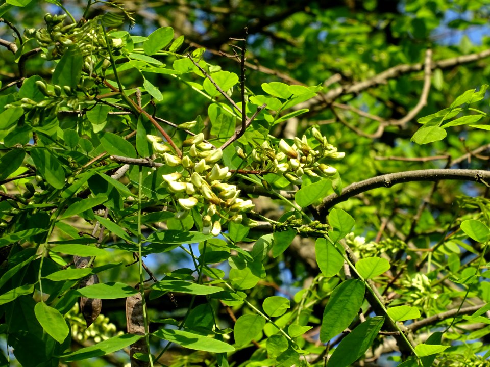 Inflorescences matures à fleurs blanches du Robinier faux-… 