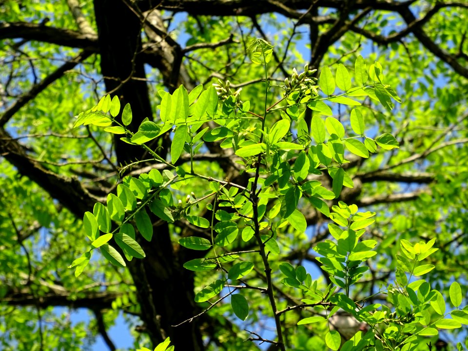 Inflorescences matures à fleurs blanches du Robinier faux-… 
