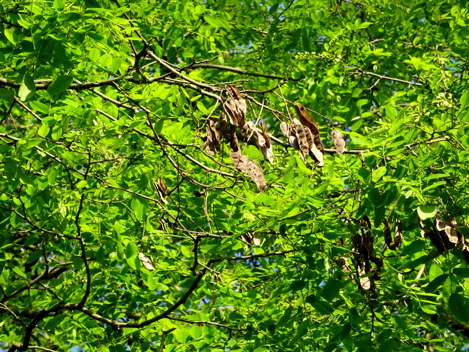 Gousses et feuilles du Robinier faux-acacia, Robinia pseud… 