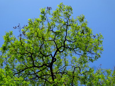 Robinier faux-acacia, Robinia pseudoacacia, Fabacées 