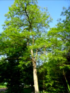Robinier faux-acacia, Robinia pseudoacacia, Fabacées 