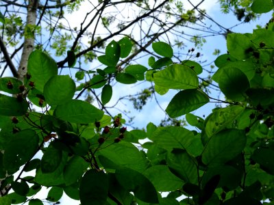 Feuilles et fruits d'Amélanchier à feuilles ovales, Amelan… 
