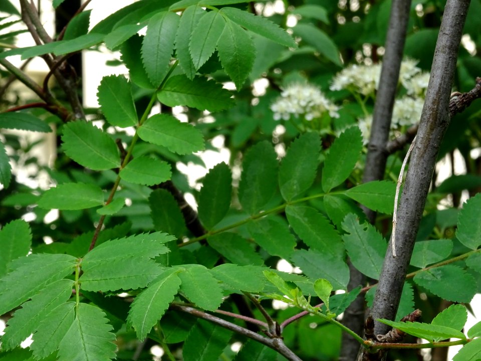 Feuilles du Sorbier des oiseleurs, Sorbus aucuparia, Malac… 