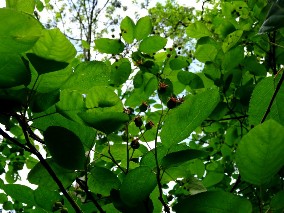 Feuilles et fruits d'Amélanchier à feuilles ovales, Amelan… 
