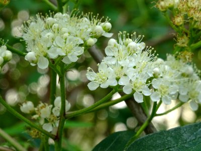 Fleurs du Sorbier des oiseleurs, Sorbus aucuparia, Malacée… 