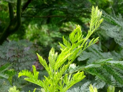 Mimosa d'hiver, Acacia dealbata, Mimosacées 