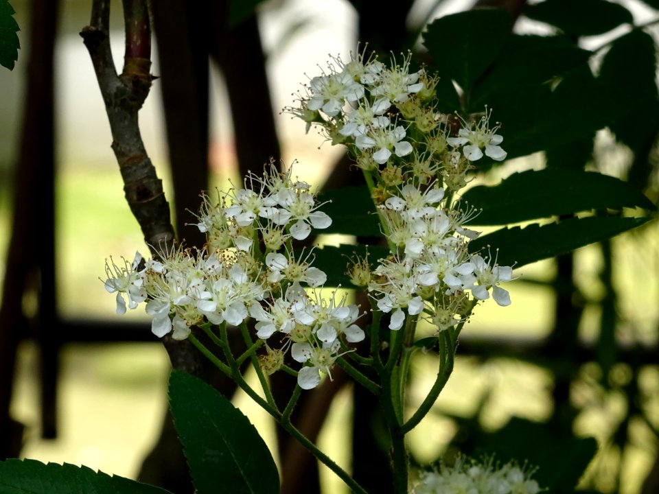 Fleurs du Sorbier des oiseleurs, Sorbus aucuparia, Malacée… 