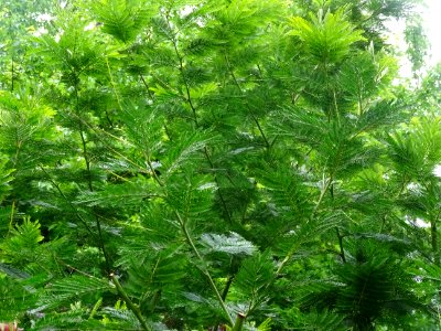 Mimosa d'hiver, Acacia dealbata, Mimosacées 