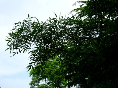 Feuilles du Saule fragile, Salix fragilis, Salicacées 