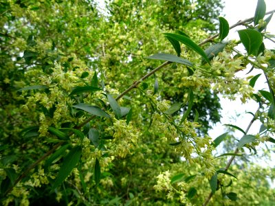 Feuilles et inflorescences du Troène commun, Ligustrum vul… 