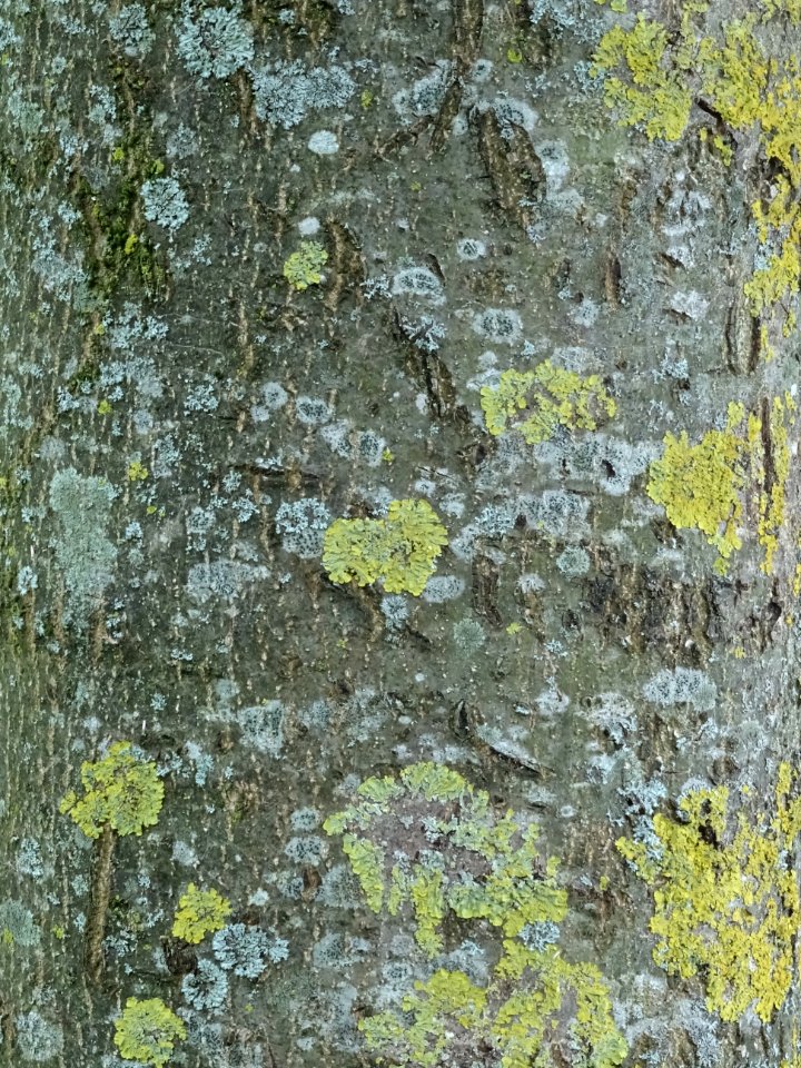 Tronc du Saule fragile, Salix fragilis, Salicacées 