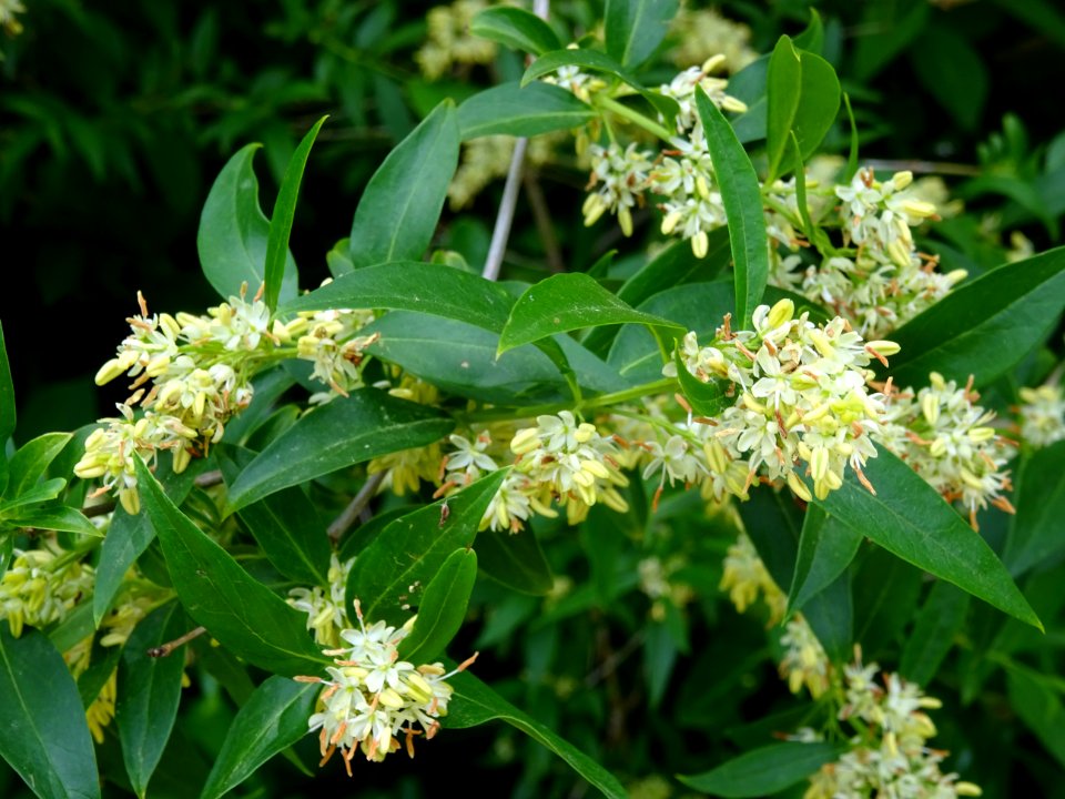 Feuilles et inflorescences du Troène commun, Ligustrum vul… 