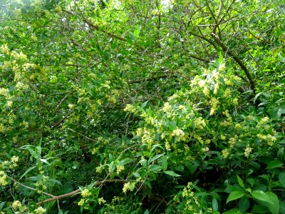 Feuilles et inflorescences du Troène commun, Ligustrum vul… 