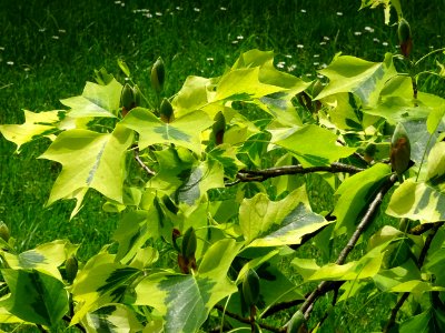 Feuilles et bourgeons floraux du Tulipier de Virginie pana… 