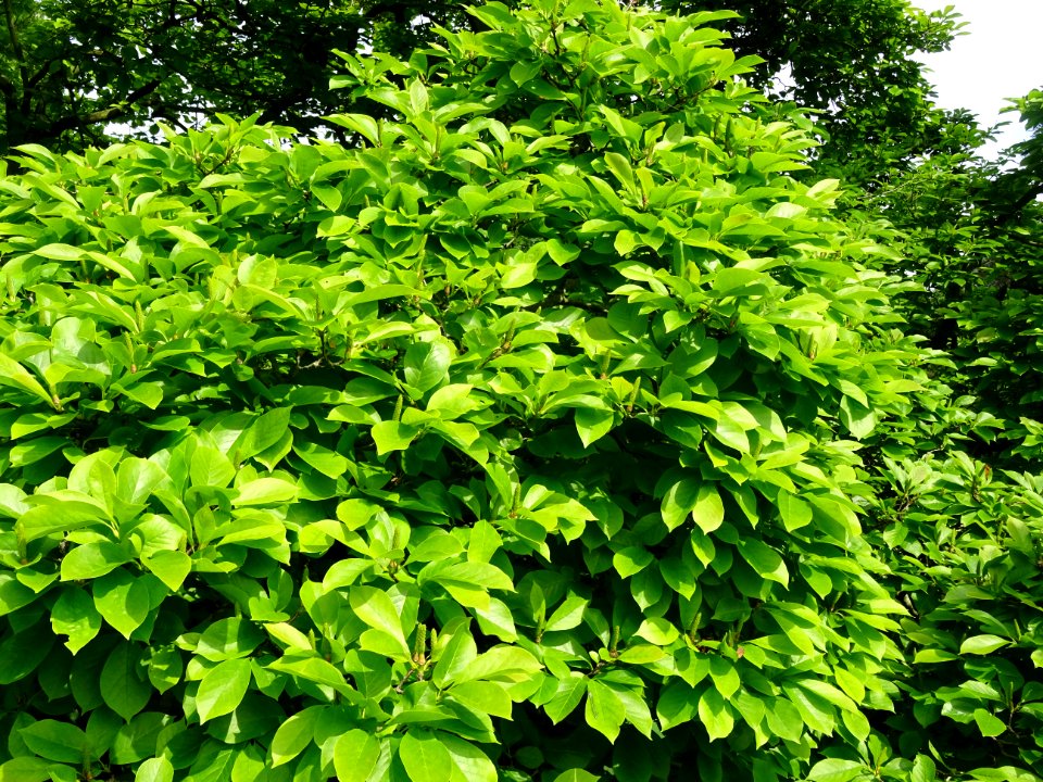 Feuilles du Magnolia à fleurs de lis, Magnolia liliiflora,… 