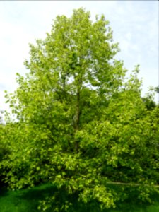 Tulipier de Virginie panaché, Liriodendron tulipifera aure… 