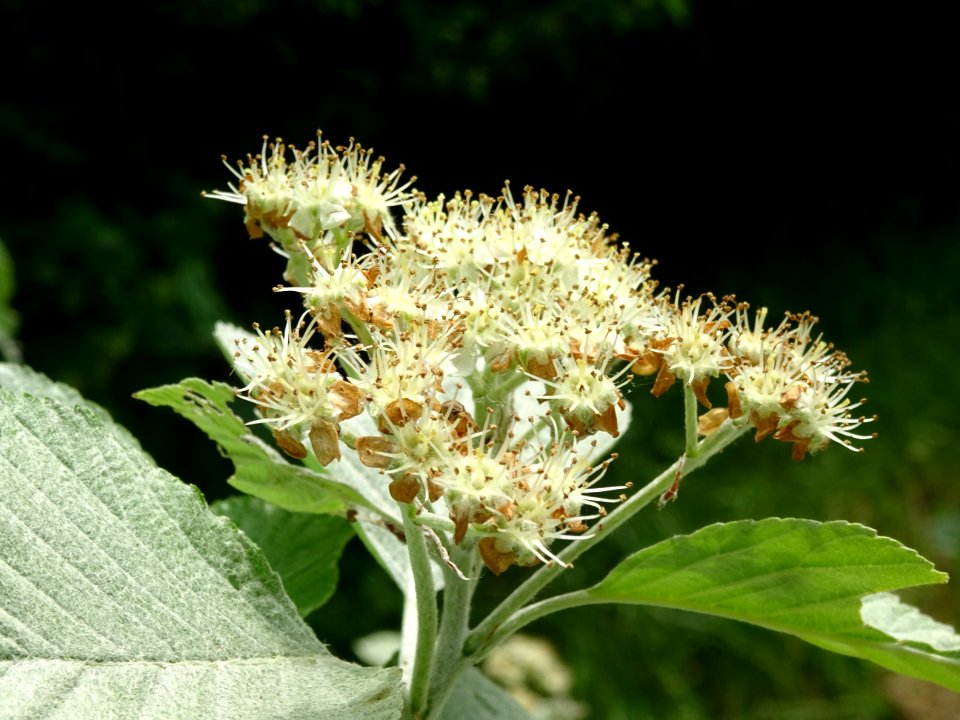 Fleurs de l' Alisier blanc, Sorbus aria, Rosacées 