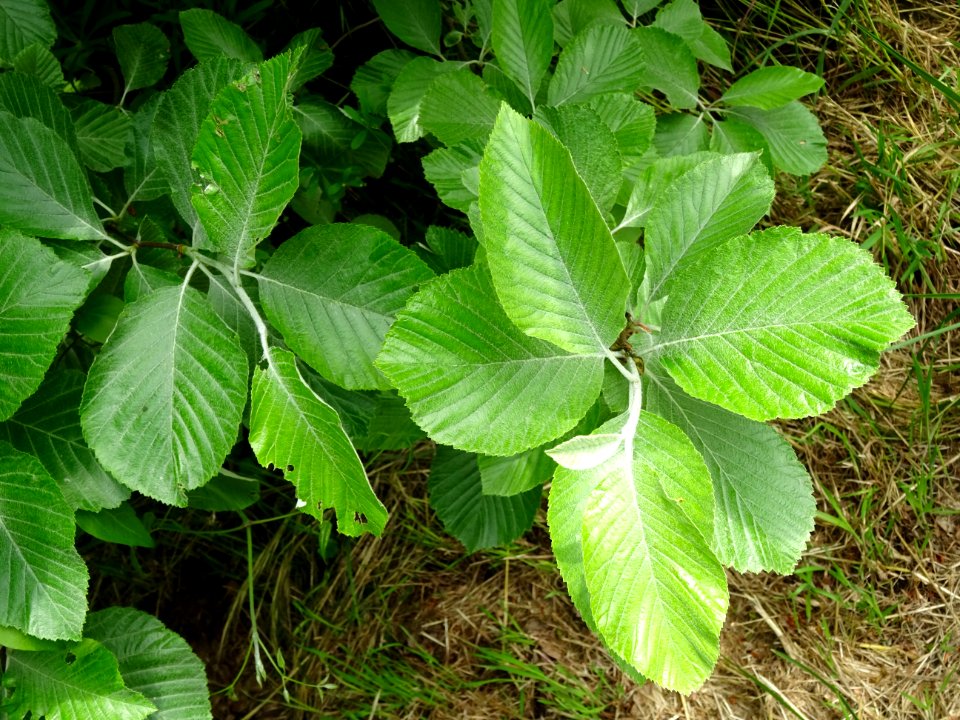 Feuilles de l' Alisier blanc, Sorbus aria, Rosacées 