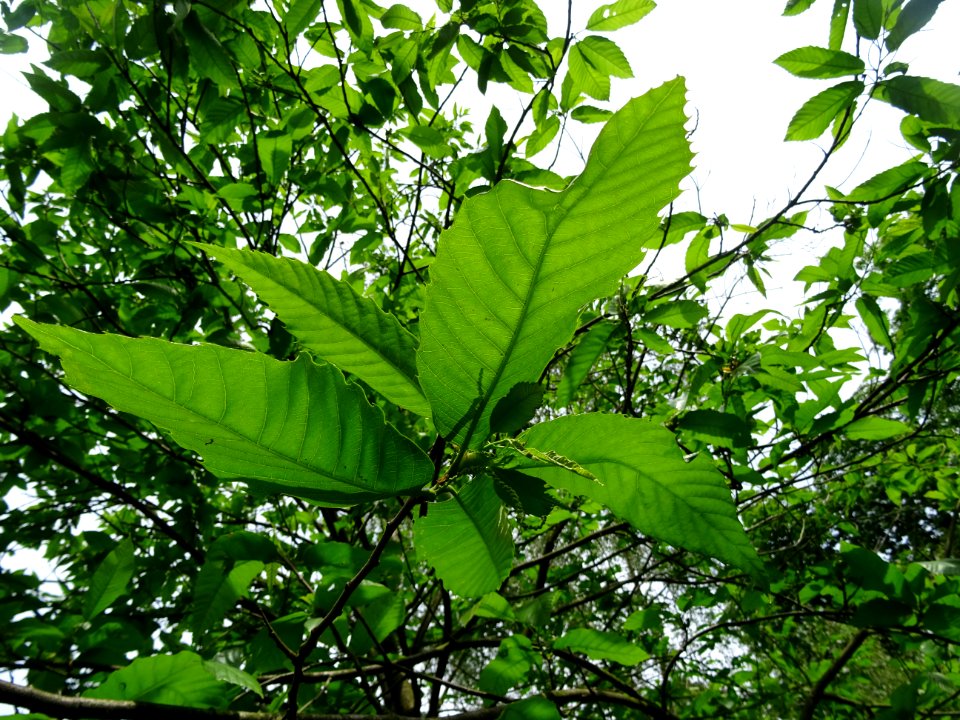 Feuilles et châtons mâles de Châtaignier commun, Castanea … 