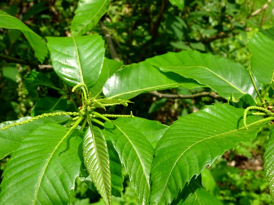 Feuilles et châtons mâles de Châtaignier commun, Castanea … 