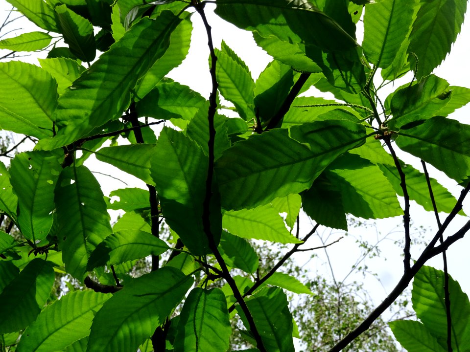 Feuilles et châtons mâles de Châtaignier commun, Castanea … 
