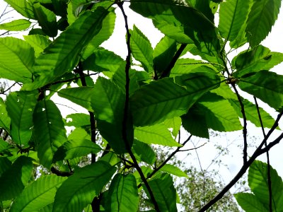 Feuilles et châtons mâles de Châtaignier commun, Castanea … 