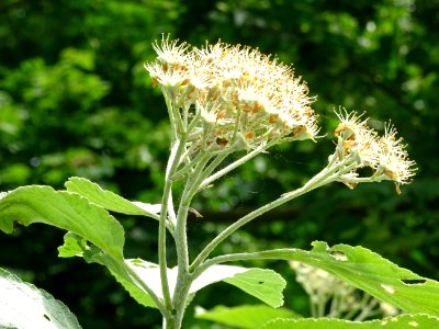 Fleurs de l' Alisier blanc, Sorbus aria, Rosacées 