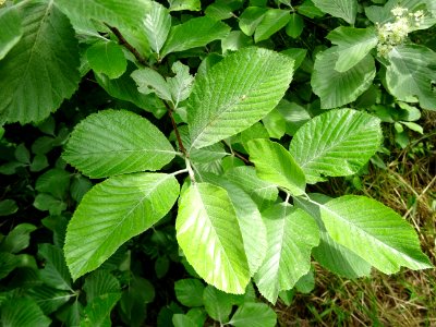 Feuilles et fleurs de l' Alisier blanc, Sorbus aria, Rosac… 