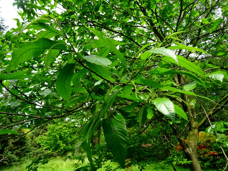 Feuilles et châtons mâles de Châtaignier commun, Castanea … 