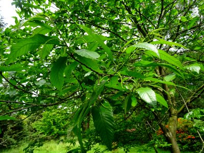 Feuilles et châtons mâles de Châtaignier commun, Castanea … 