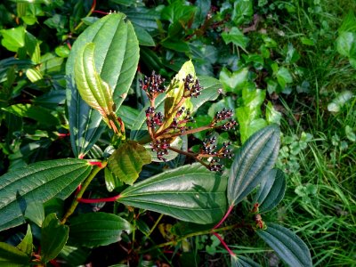 Viorne de David, Viburnum davidii, Adoxacées 