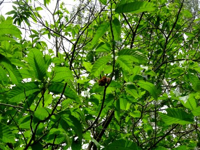 Feuilles et châtons mâles de Châtaignier commun, Castanea … 