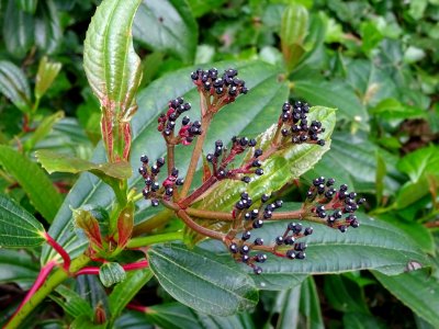 Viorne de David, Viburnum davidii, Adoxacées 