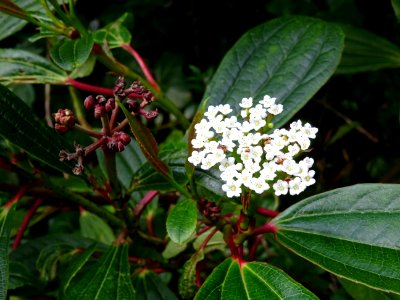 Viorne de David, Viburnum davidii, Adoxacées 