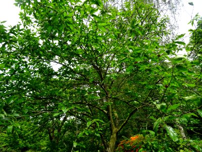 Châtaignier commun, Castanea sativa, Fagacées 