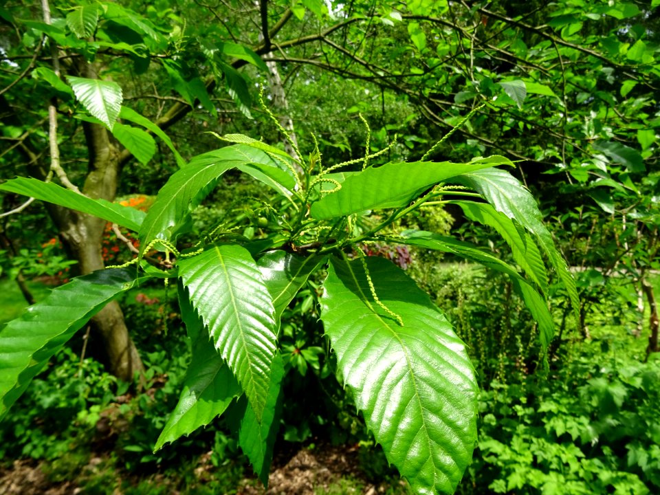 Feuilles et châtons mâles de Châtaignier commun, Castanea … 