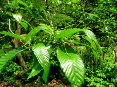 Feuilles et châtons mâles de Châtaignier commun, Castanea … 