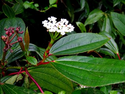 Viorne de David, Viburnum davidii, Adoxacées 