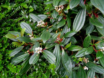 Viorne de David, Viburnum davidii, Adoxacées 