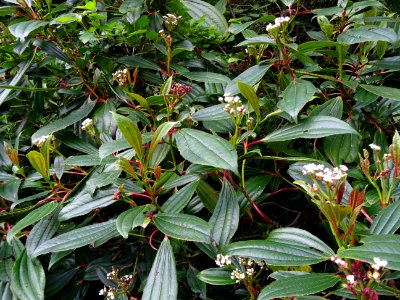 Viorne de David, Viburnum davidii, Adoxacées 
