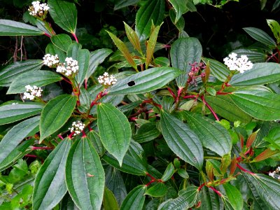 Viorne de David, Viburnum davidii, Adoxacées 
