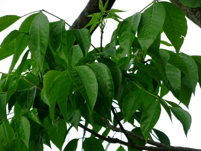 Feuilles de l'Evodia de Hou-pei ou arbre à miel, Evodia Hu… 