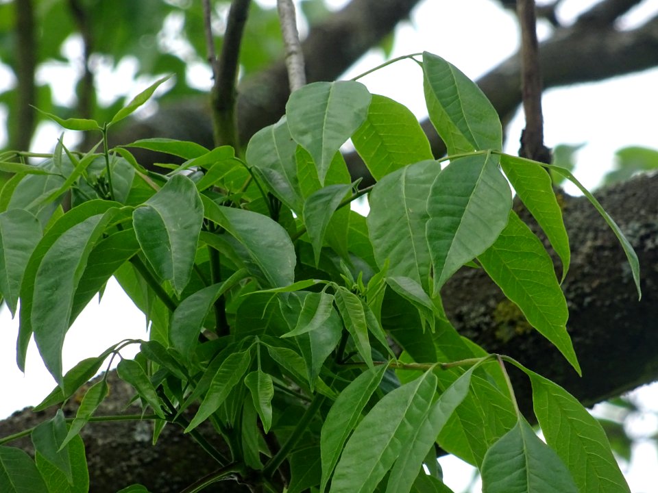 Feuilles de l'Evodia de Hou-pei ou arbre à miel, Evodia Hu… 